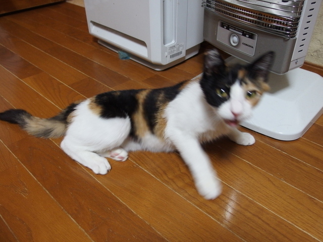 20150411mikeyo01.jpg