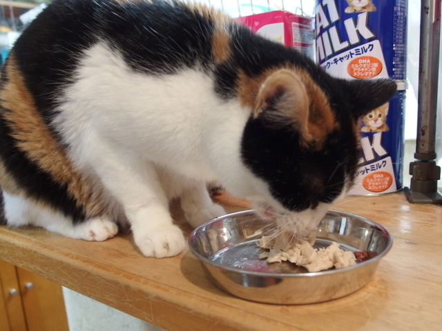 20150412choko02.jpg