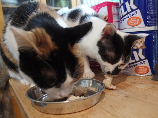 20150412choko03.jpg