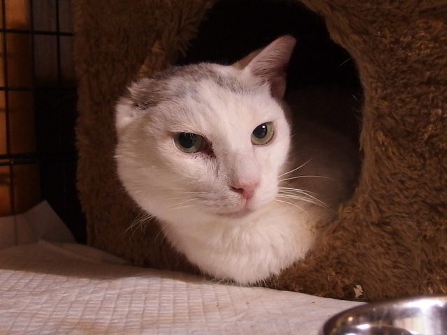 20150413gin01.jpg