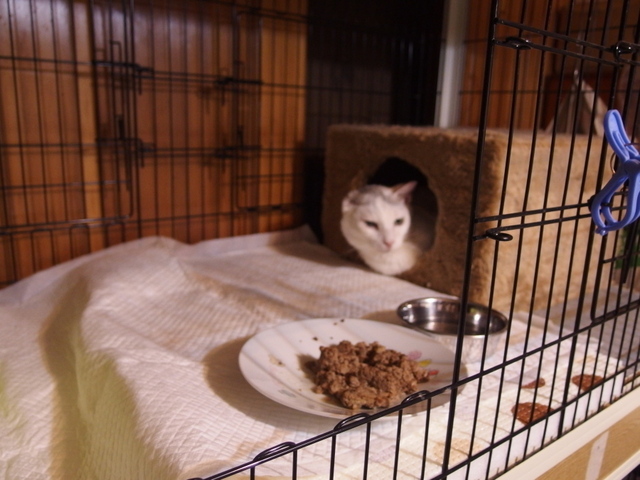 20150413gin02.jpg