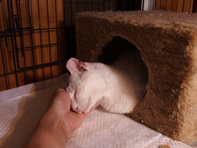 20150413gin03.jpg