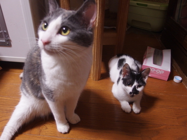 20150416sawa01.jpg