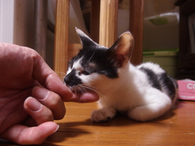 20150416sawa02.jpg