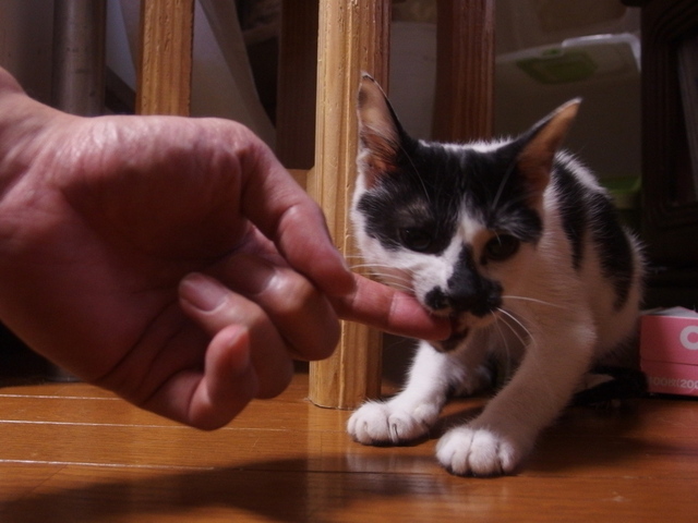 20150416sawa03.jpg