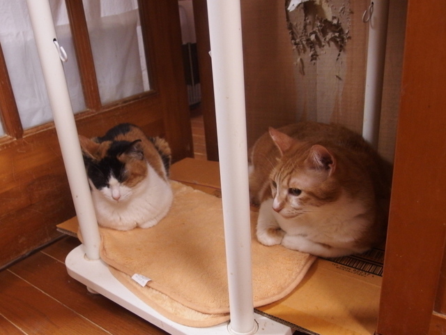 20150421choko_rin02.jpg
