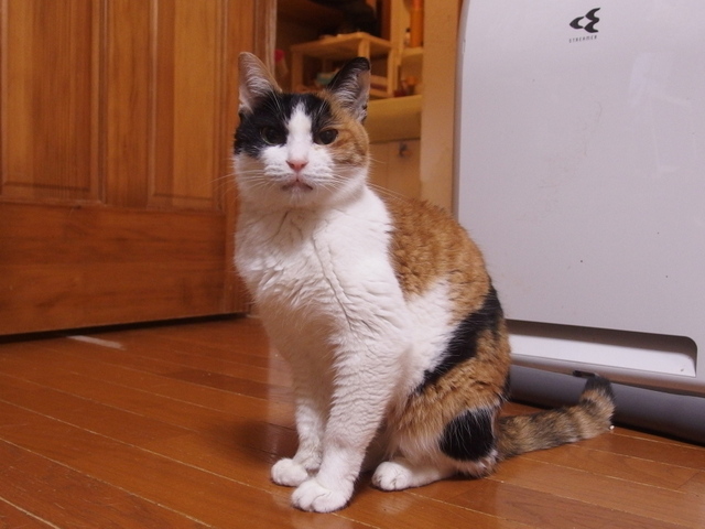 20150426coko01.jpg