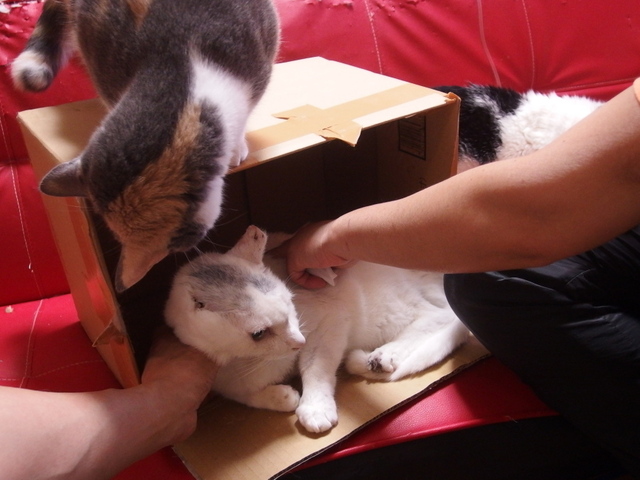 20150429gin01.jpg