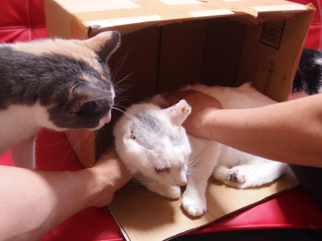 20150429gin02.jpg