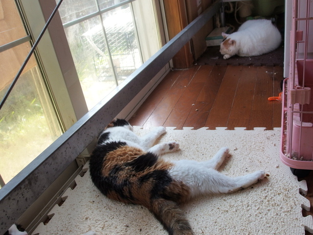 20150502choko02.jpg