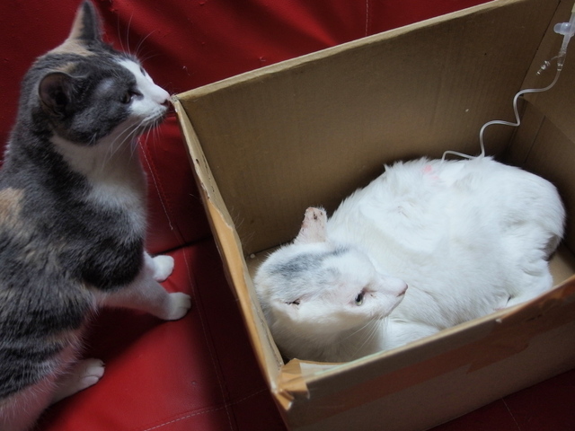20150502gin01.jpg