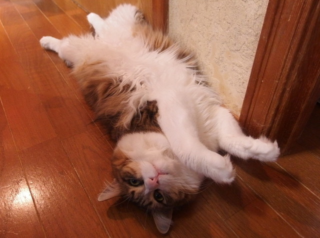 20150505mimi01.JPG