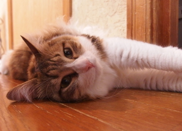 20150505mimi02.JPG