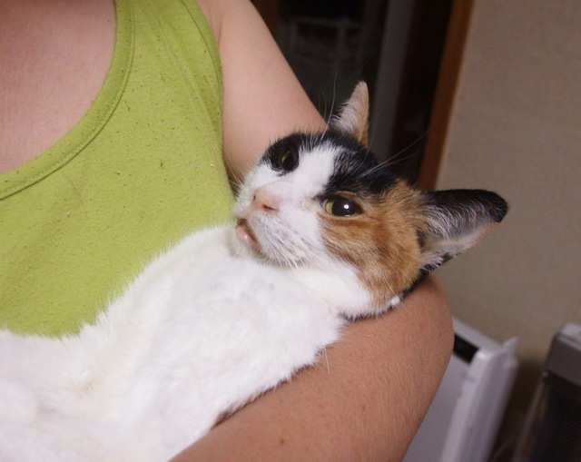 20150514choko01.jpg