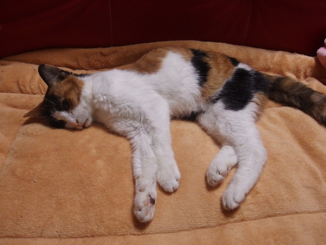 20150514choko02.jpg