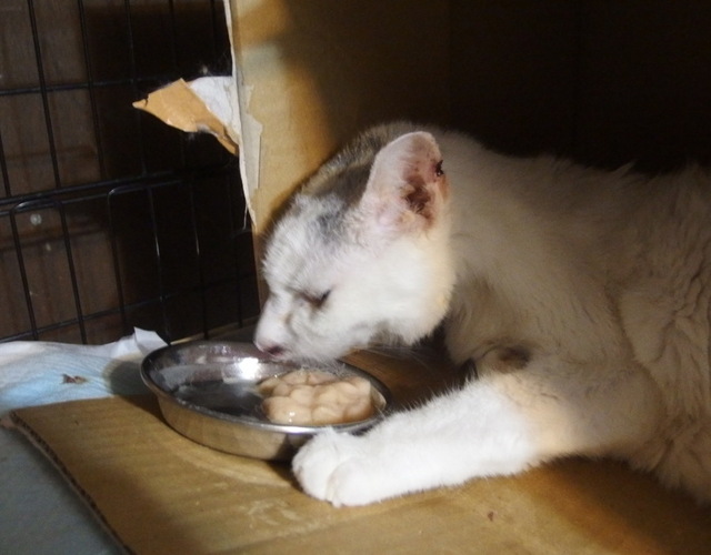 20150514gin01.jpg