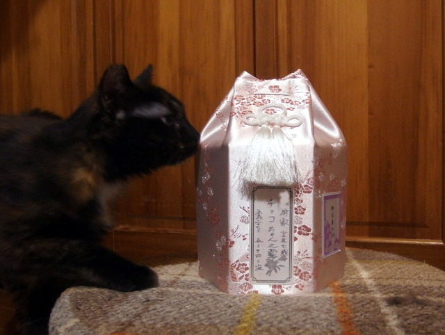 20150515choko01.JPG
