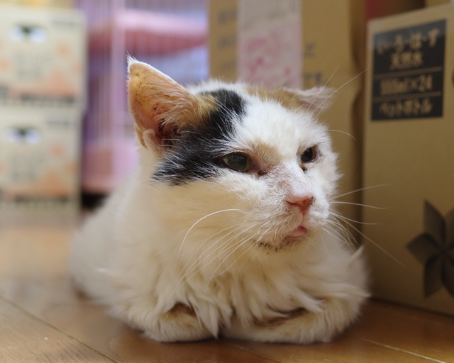 20150524oomike01.jpg