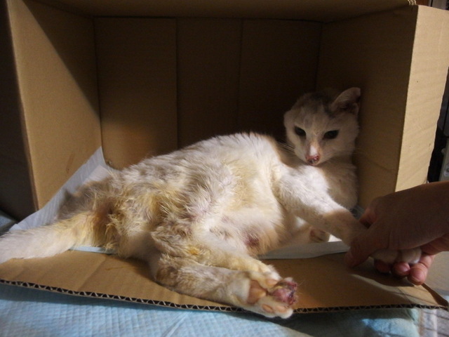 20150525gin02.JPG