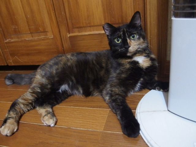20150525sabiko01.JPG