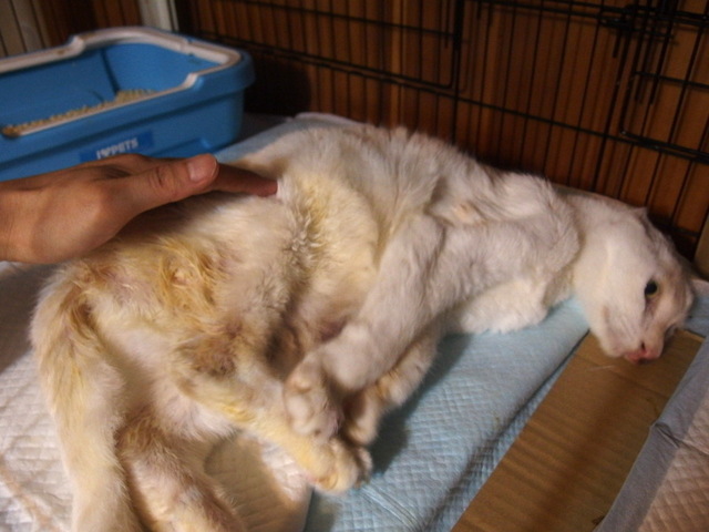 20150526gin01.JPG