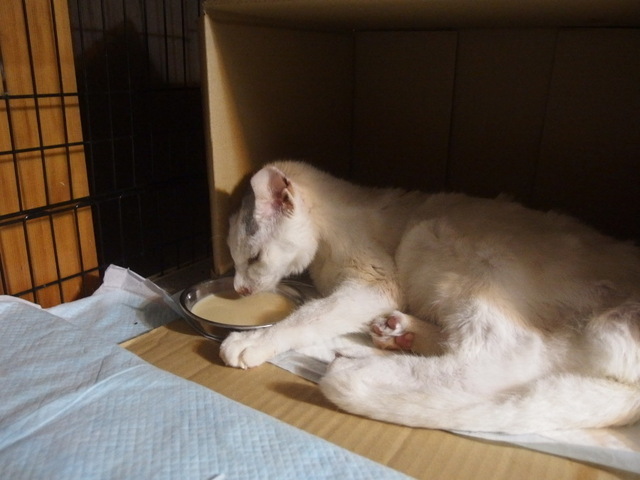 20150526gin02.JPG