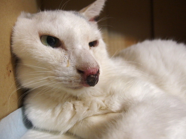 20150527gin01.JPG