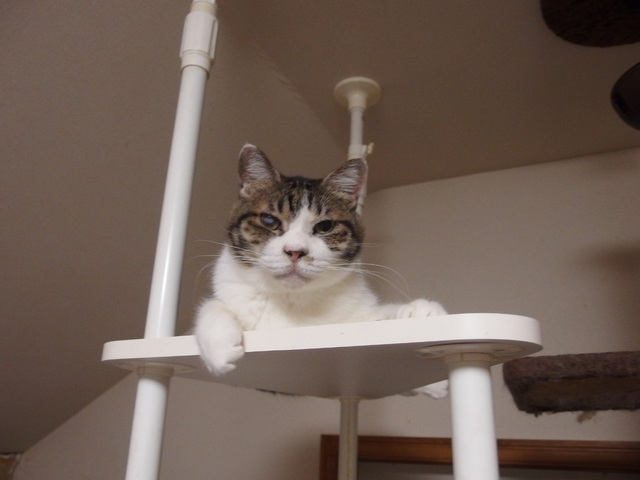 20150528ayumu01.JPG