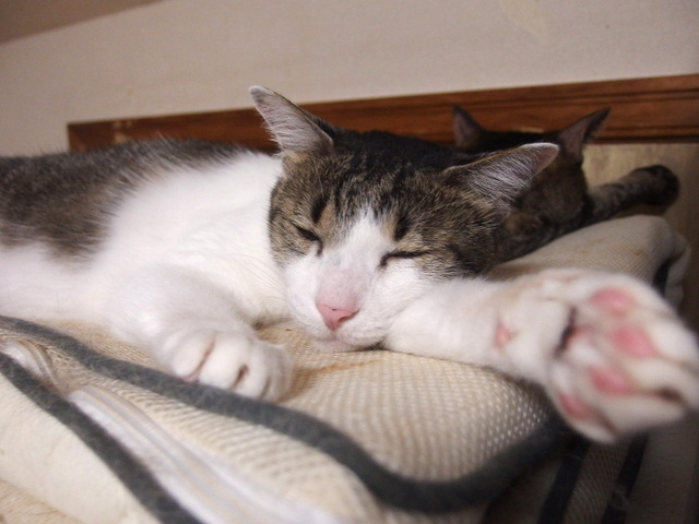 20150528ryuu01.JPG
