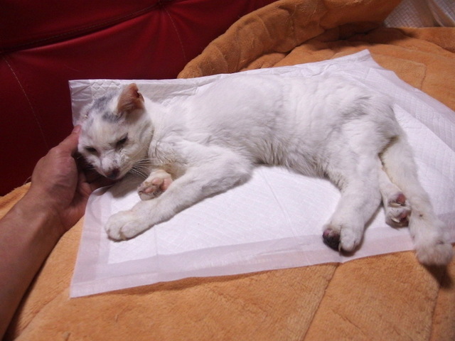 20150531gin01.JPG