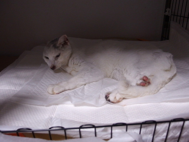 20150531gin02.JPG