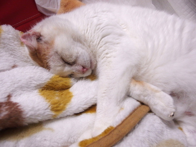 20150603oomike03.JPG
