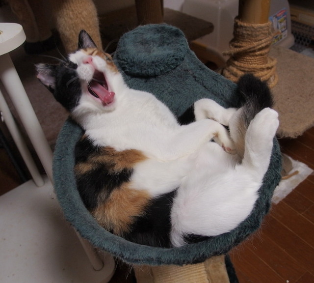 20150629mikeyo03.jpg
