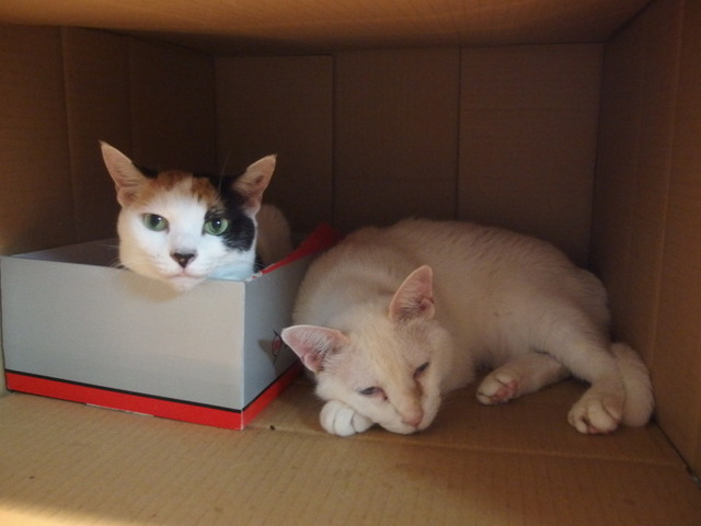 20150719mika_yuki01.jpg