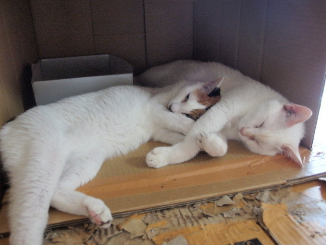 20150719mika_yuki02.jpg