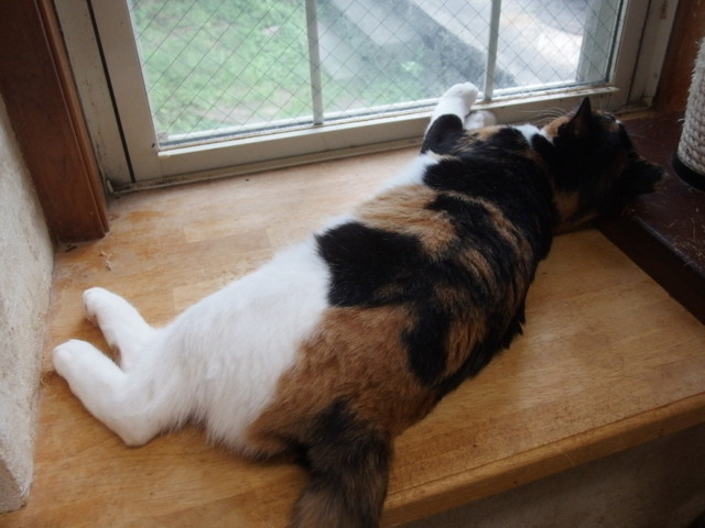 20150719mikeyo01.jpg
