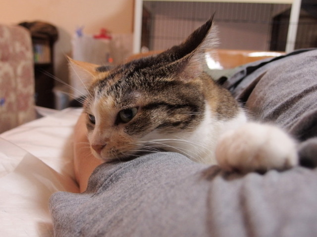 20150816mi-ko01.jpg