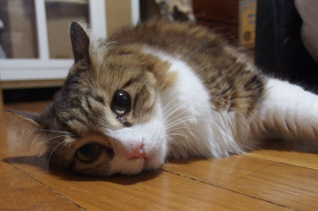 20150816mimi01.jpg