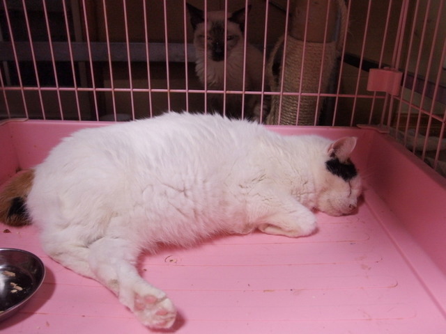 20150816oomike01.jpg