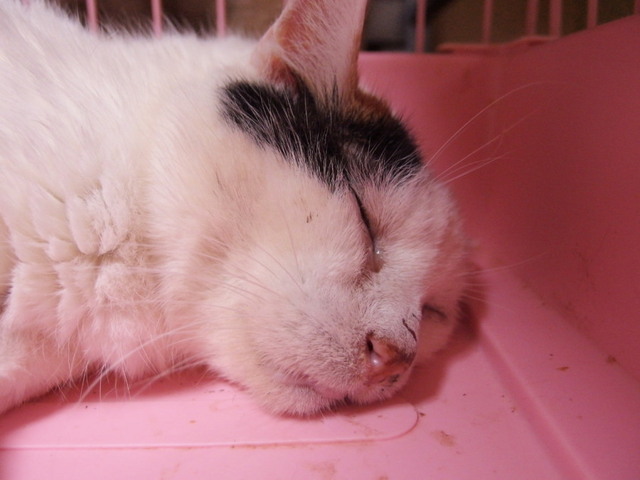 20150816oomike02.jpg