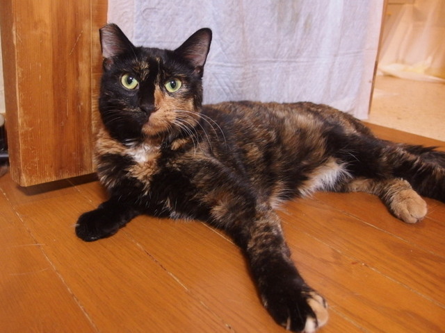 20150816sabiko01.jpg