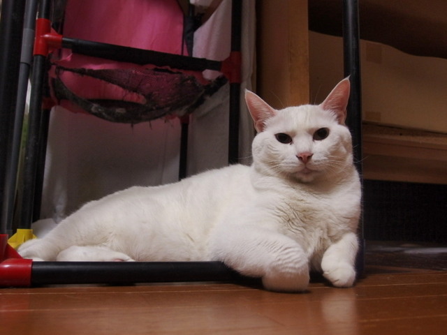 20150820hina01.jpg