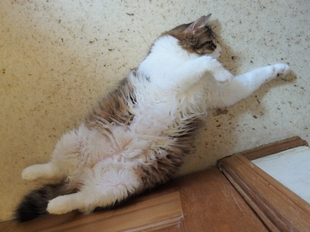 20150822mimi01.jpg