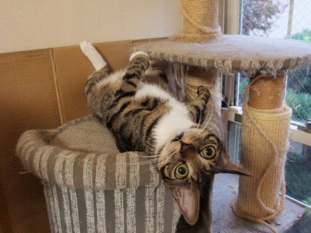 20150830kokoro01.jpg
