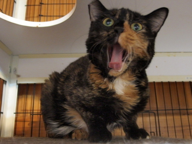 20150830sabiko01.jpg