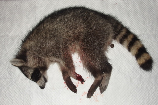 20150910tanuki01.jpg