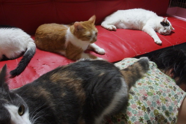20150919kiku01.jpg