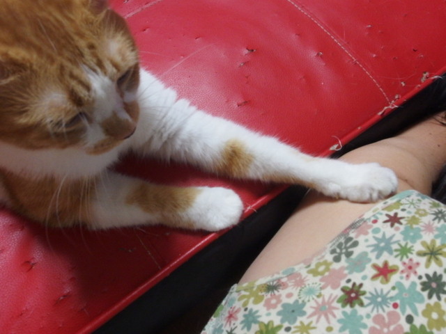 20150919kiku02.jpg