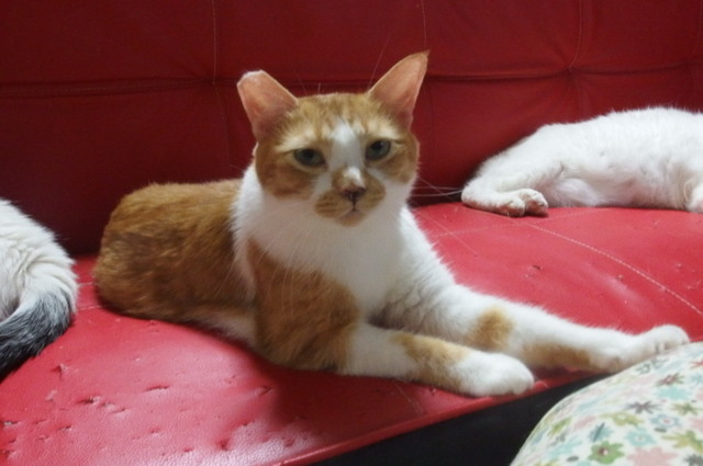 20150919kiku03.jpg