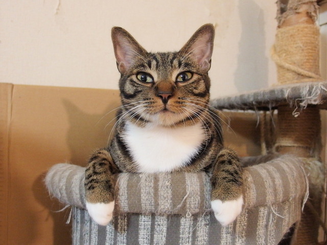 20151107kokoro01.jpg